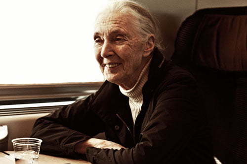 Jane Goodall