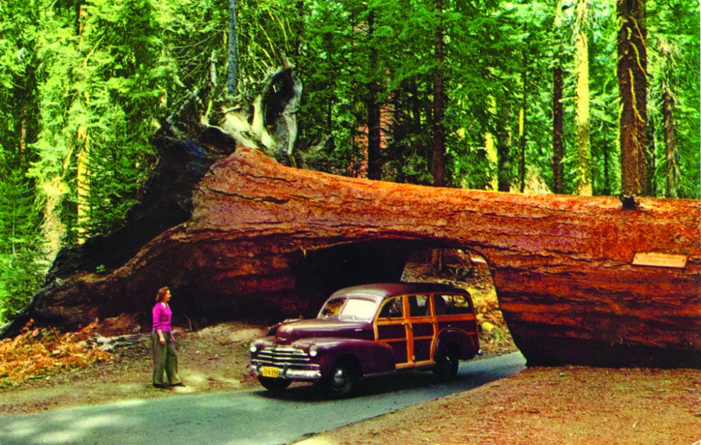 Bil kör under redwoodträd