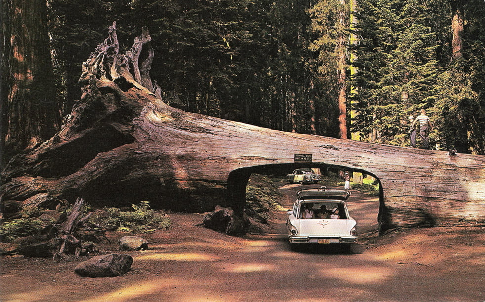 Vintagebild av bil som kör under redwoodträd