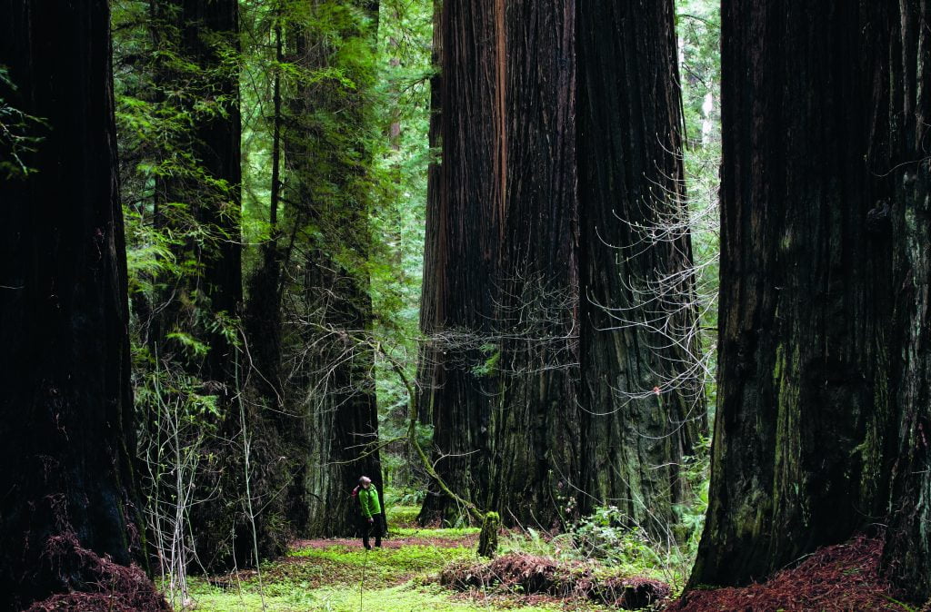 Redwood