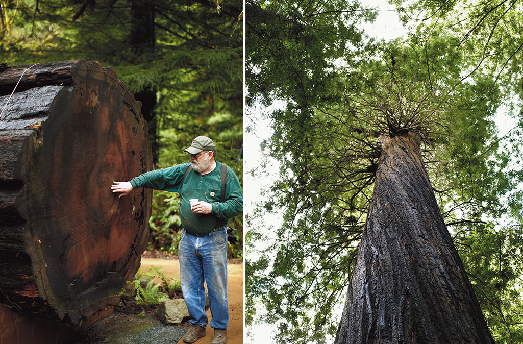 Redwood växter