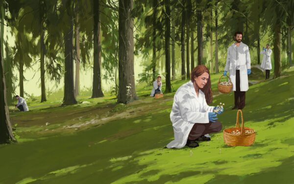 Illustration av forskare som plockar hallucinogena svampar i skogen.